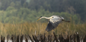 Estándares Abiertos para la Conservación de la Biodiversidad