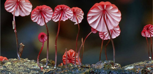 Fungal Growth Database, un nuevo recurso de acceso abierto
